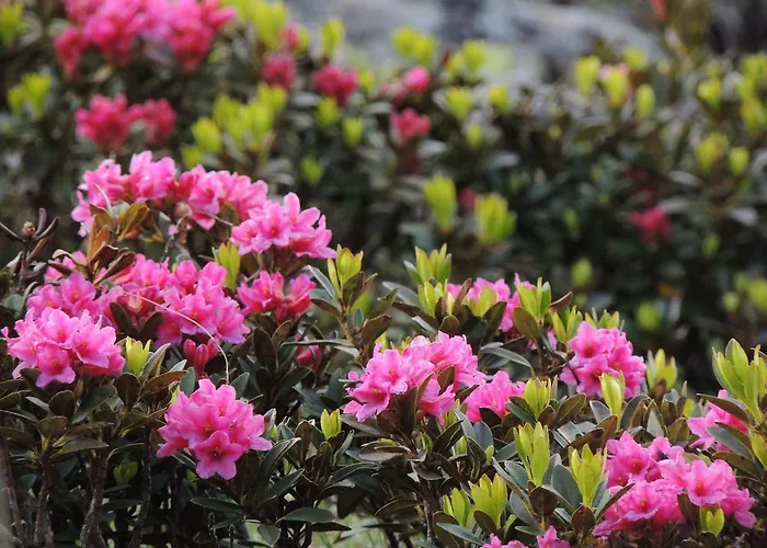 Tatil Evi Felse Bormio