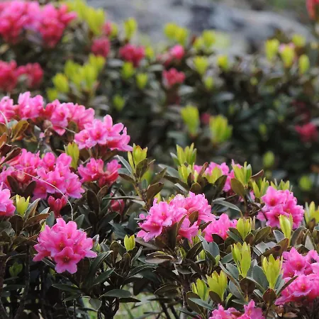 Casa vacanze Felse Bormio