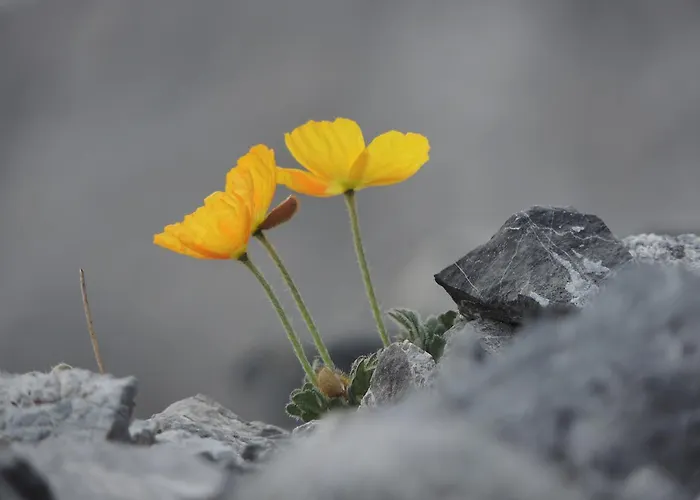 Ferienhaus Felse Bormio